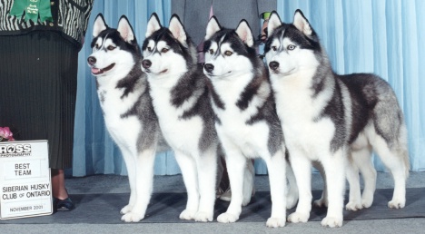 siberian husky kennel